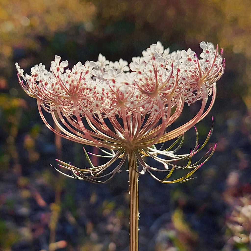 Natural inspiration for Judith Brown Bridal, wedding accessories designer in Staffordshire